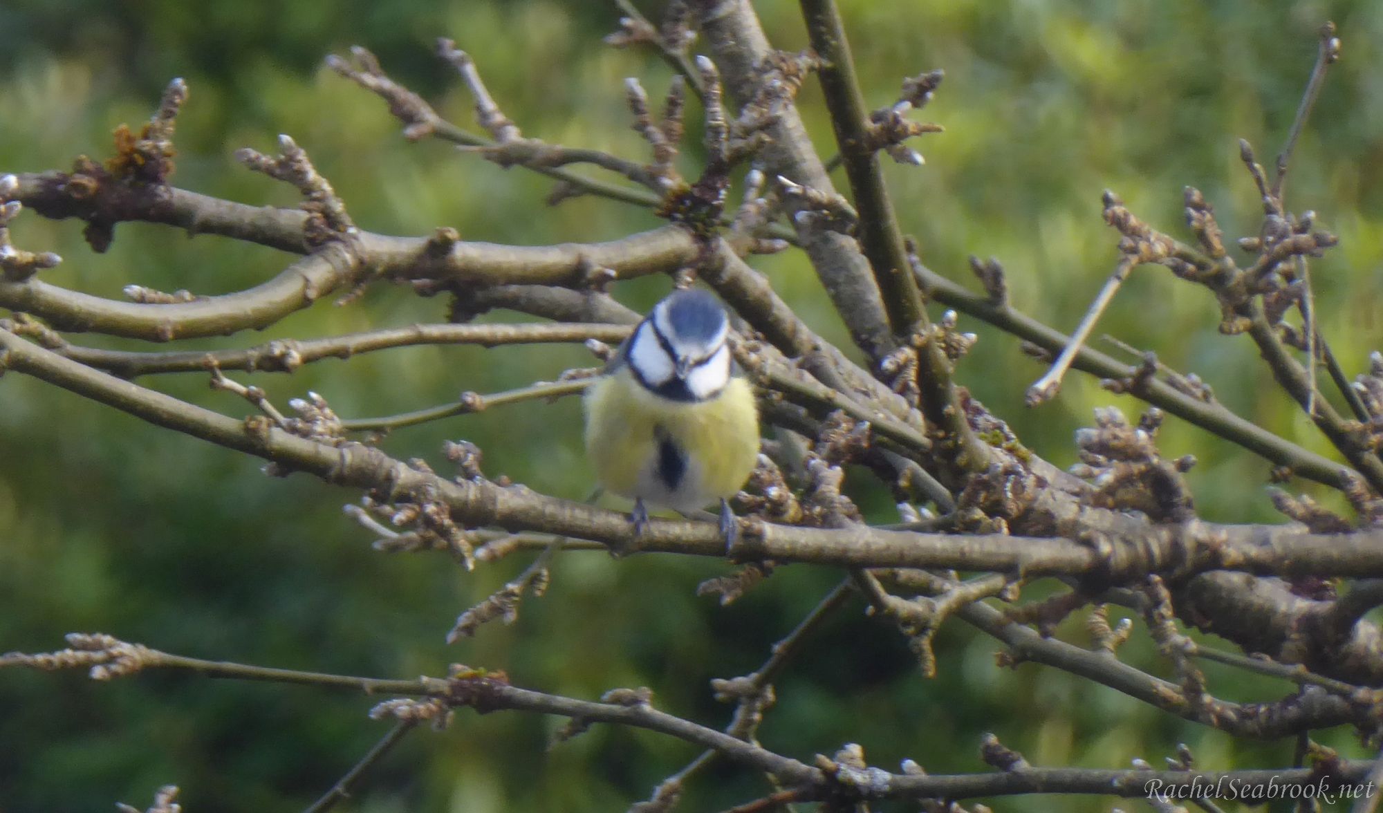 Blue tit